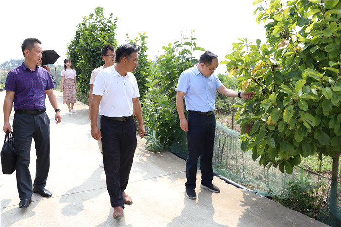 阳光洒满脱贫路  喜看山区结硕果 (5).jpg